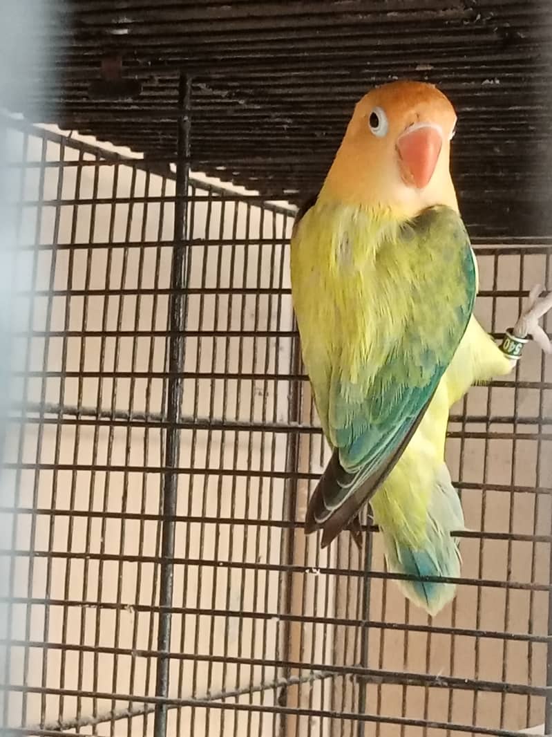 Parblue Euwing Opaline Breeder Pair And Cockatiel Male For Sale 1