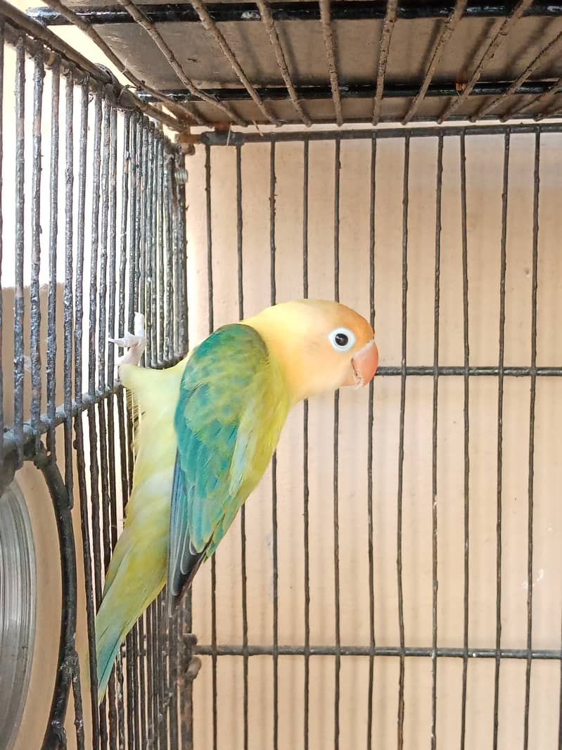 Parblue Euwing Opaline Breeder Pair And Cockatiel Male For Sale 2