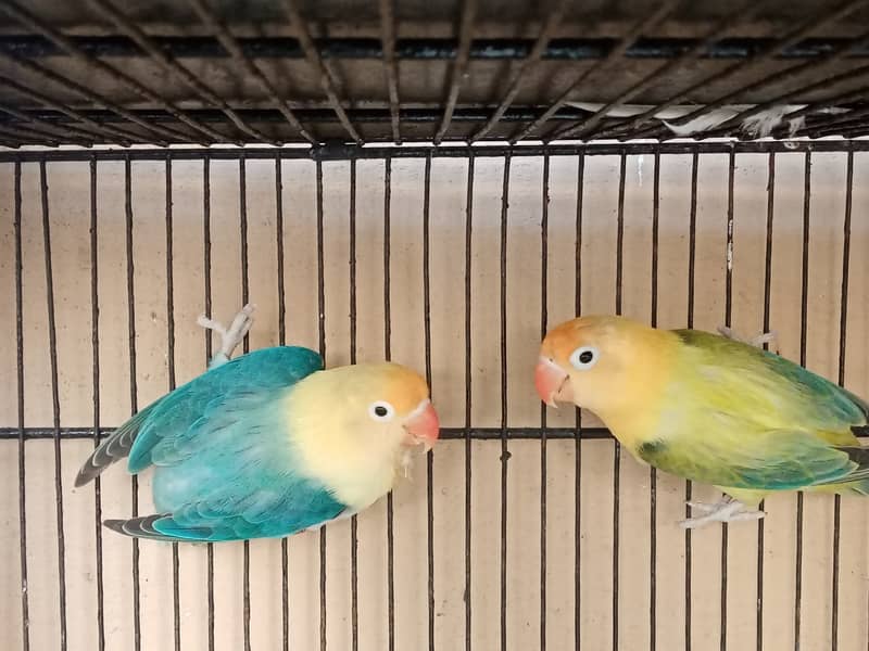 Parblue Euwing Opaline Breeder Pair And Cockatiel Male For Sale 3