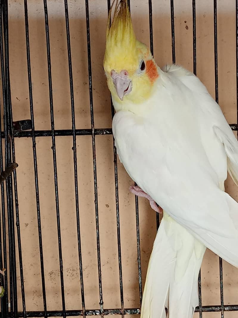 Parblue Euwing Opaline Breeder Pair And Cockatiel Male For Sale 4