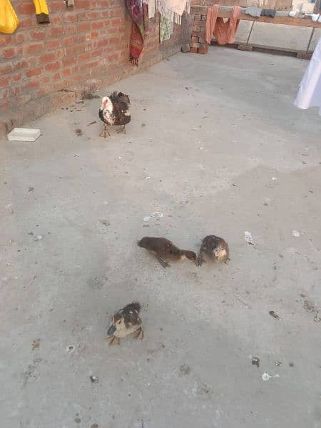 muscovy female with 3 chick's 0