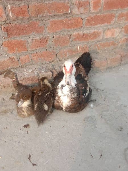 muscovy female with 3 chick's 1