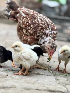 Aseel hen with 4 golden buff chicks