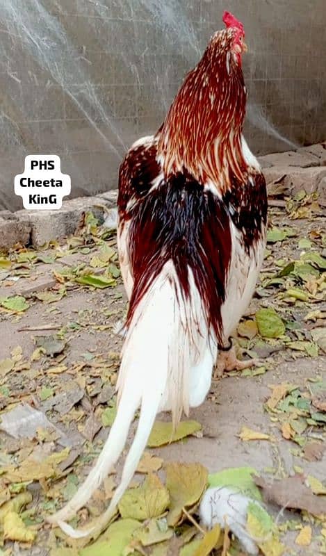 Parotbeak White Cheta Aseel 1