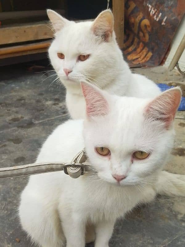 White Turkish couple cats 0