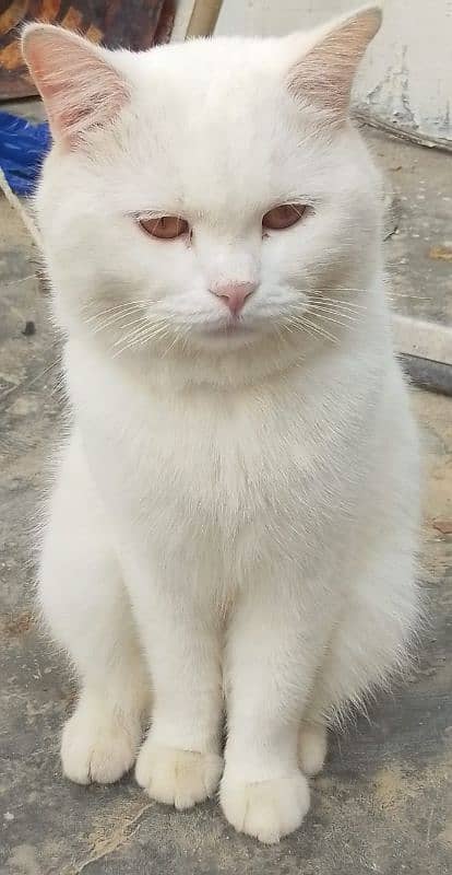 White Turkish couple cats 1