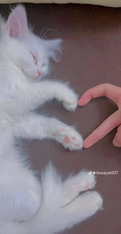 White Turkish couple cats 2