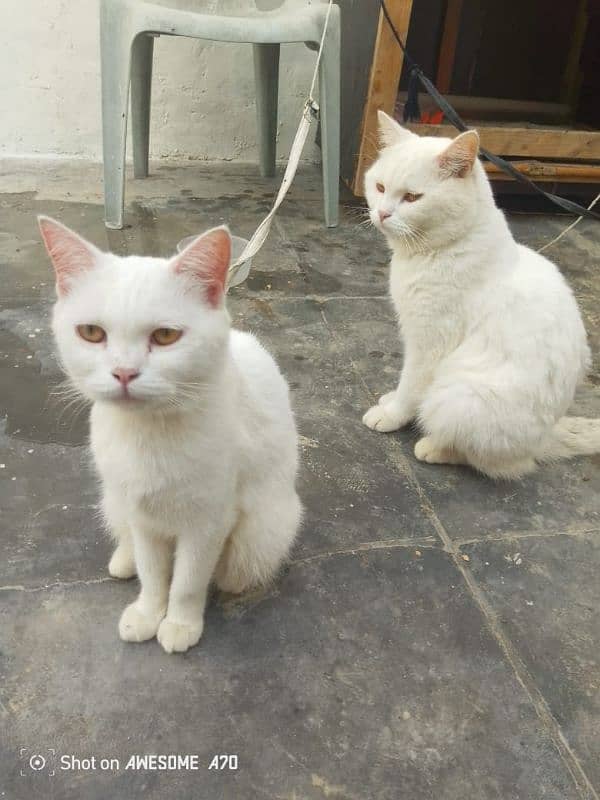 White Turkish couple cats 3