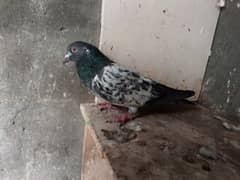 pigeon