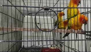 Sunconure Ready to Breed 2 pairs with DNA