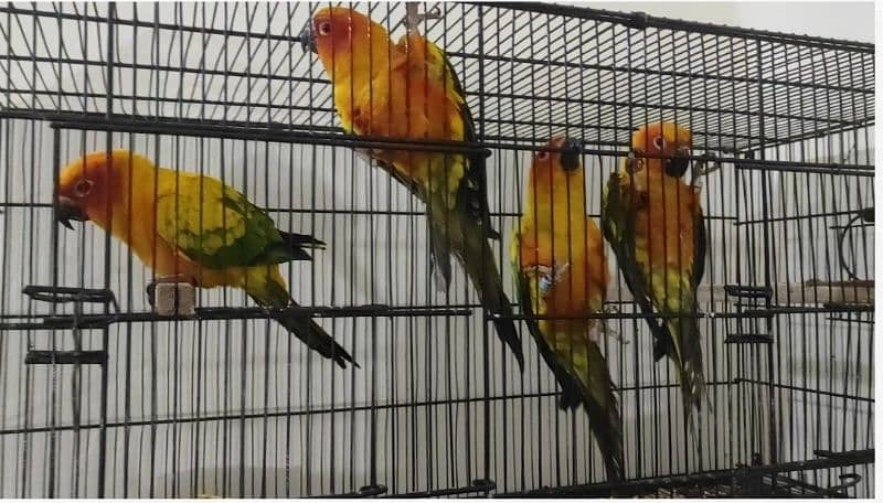 Sunconure Ready to Breed 2 pairs with DNA 1