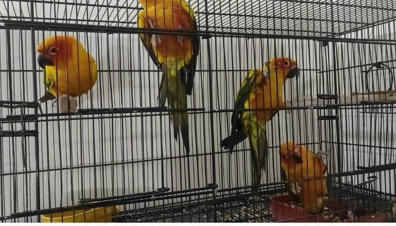 Sunconure Ready to Breed 2 pairs with DNA 2