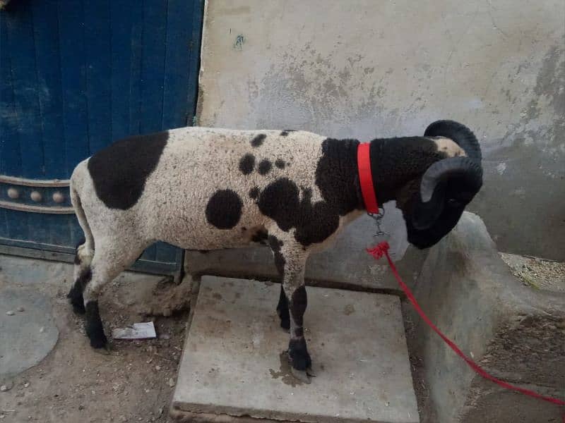 sheep Mundra long tail Etc 3