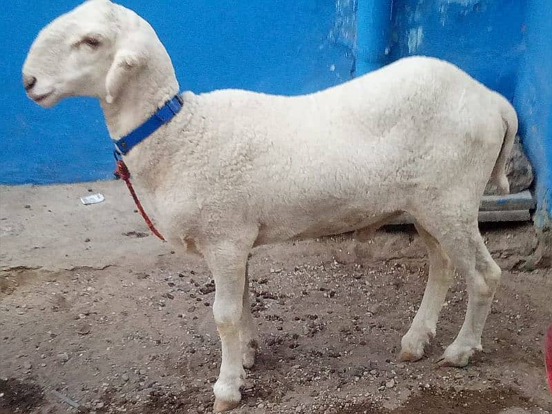 sheep Mundra long tail Etc 5