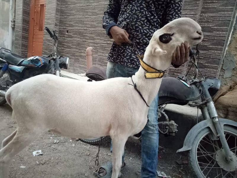 sheep Mundra long tail Etc 9