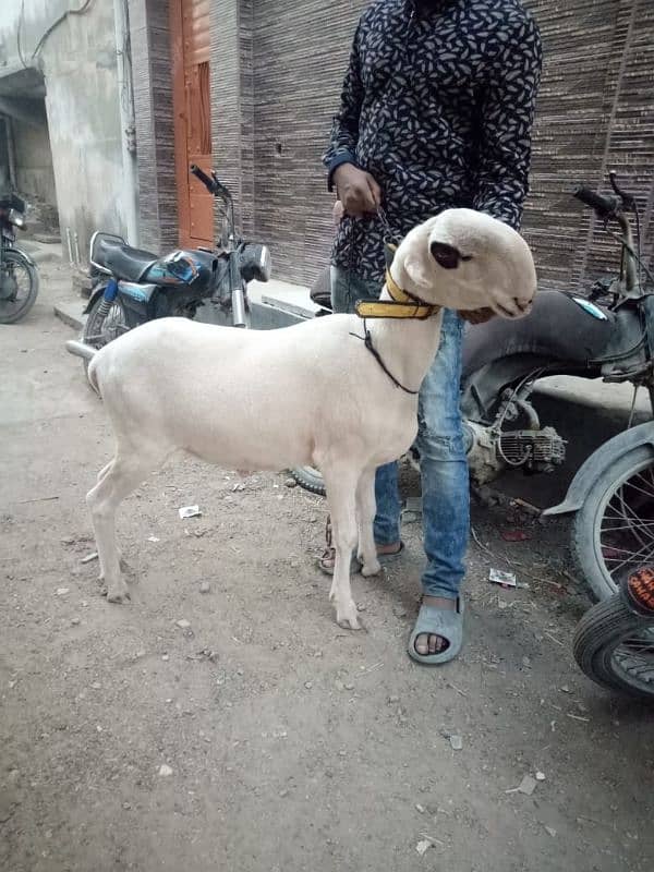 sheep Mundra long tail Etc 10