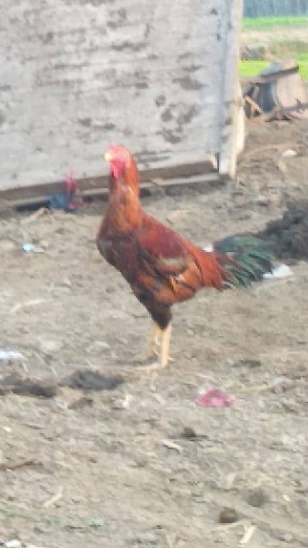 aseel cock for sale [Mianwali cross] 11