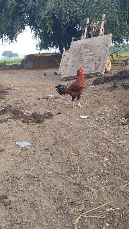 aseel cock for sale [Mianwali cross] 12