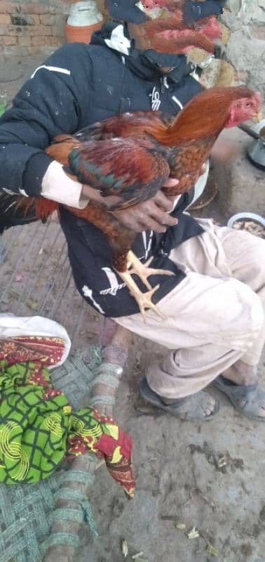 aseel cock for sale [Mianwali cross] 13