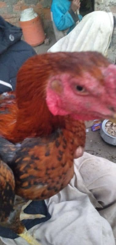 aseel cock for sale [Mianwali cross] 14