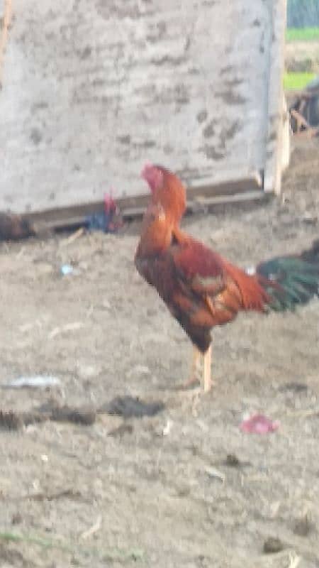 aseel cock for sale [Mianwali cross] 15