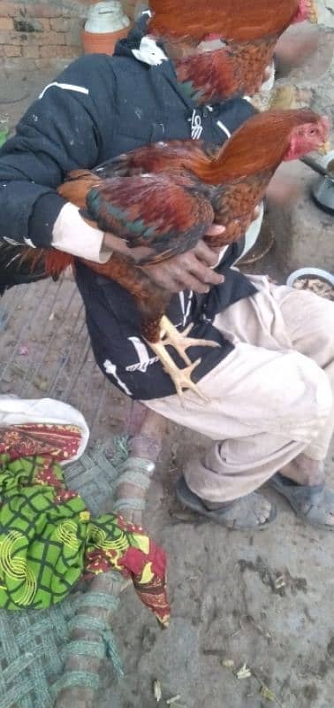 aseel cock for sale [Mianwali cross] 16