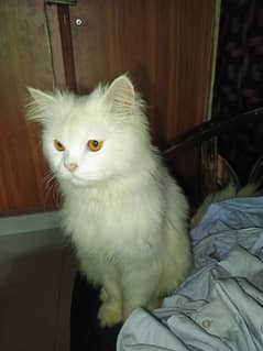 2 years old white Persian cat