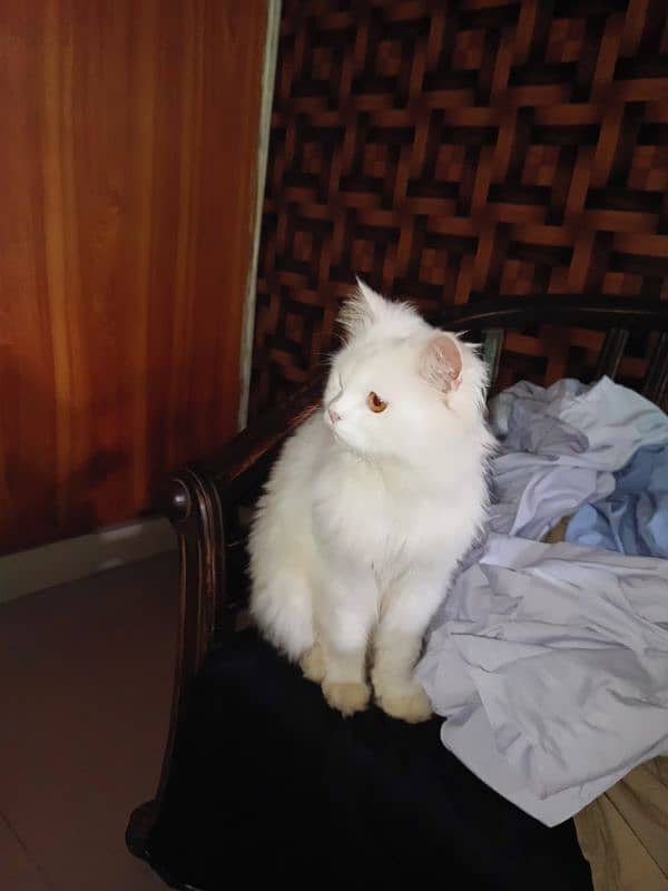 2 years old white Persian cat 1