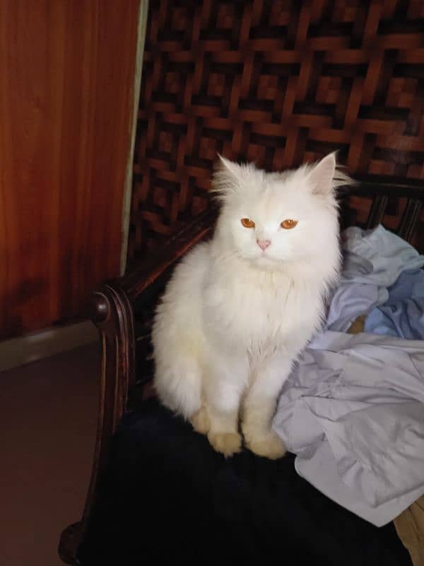 2 years old white Persian cat 2