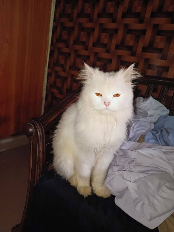 2 years old white Persian cat 3