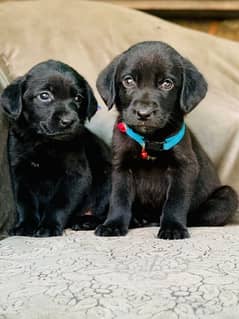 Labrador Puppy Available