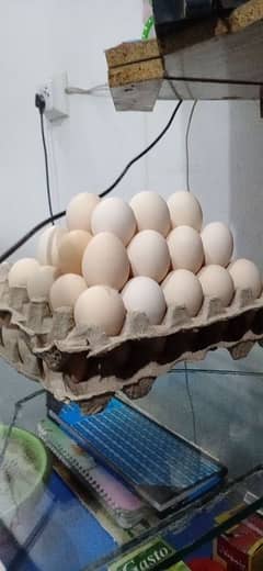 Desi Eggs