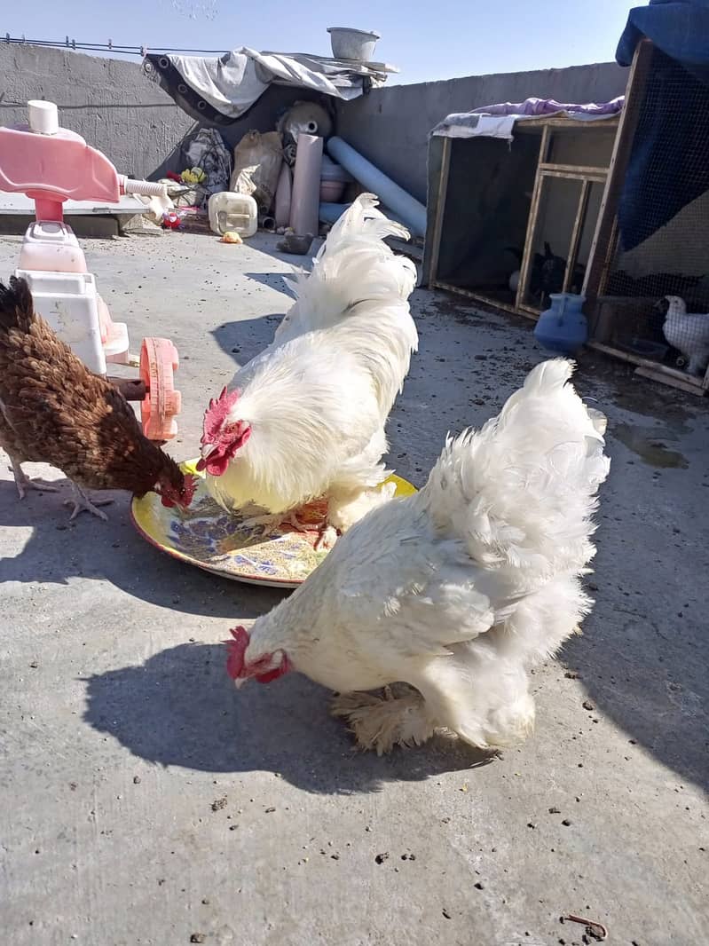 white heavy cochin pair 1