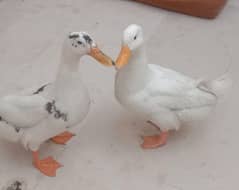 Ducks