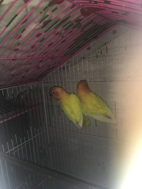 lovebirds ( with cage ) price can be low ,   pics will be provided 0