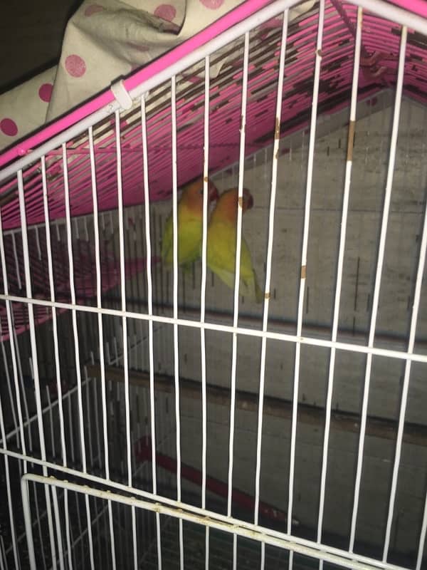 lovebirds ( with cage ) price can be low ,   pics will be provided 1