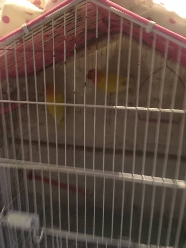 lovebirds ( with cage ) price can be low ,   pics will be provided 2