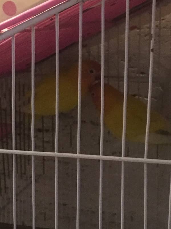 lovebirds ( with cage ) price can be low ,   pics will be provided 3