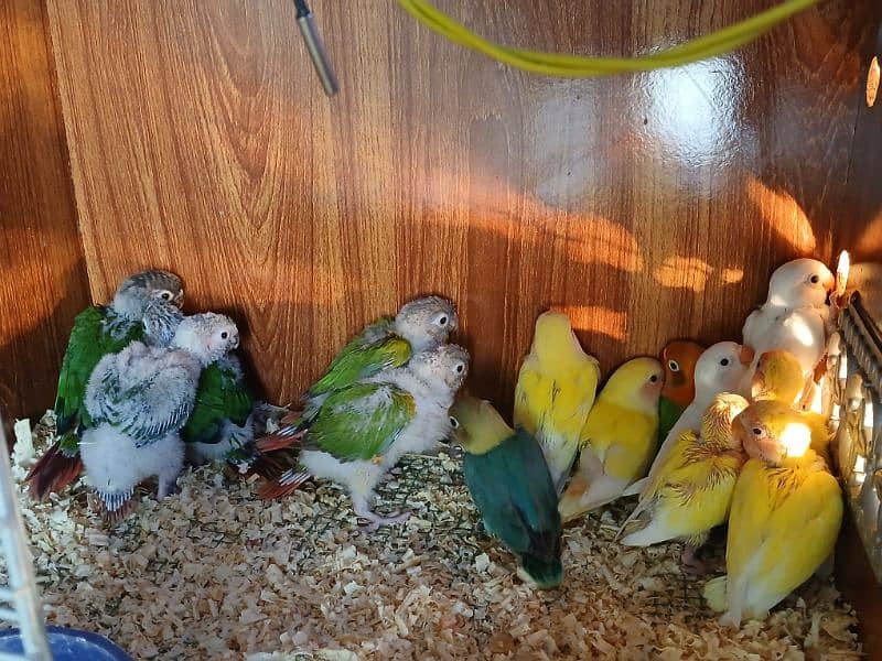 love birds and conure hand tame parrots 0