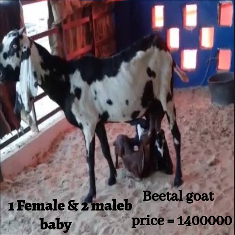 Goat / Bakri / Ghaban White Bakri / Black goat / بکری / Healthy Goats 1