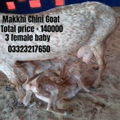 Beetal Bakri | makkhi chini bakri | Ghaban Bakriya | بکری