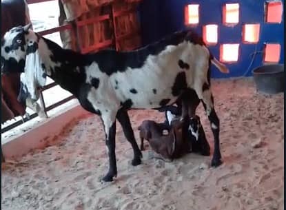 Goat / Bakri / Ghaban White Bakri / Black goat / بکری / Healthy Goats 6