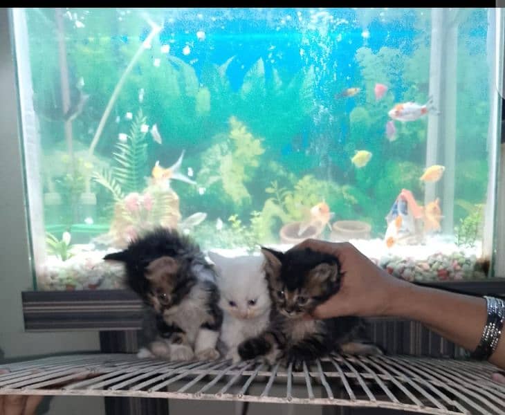 doll face kittens for sale 2