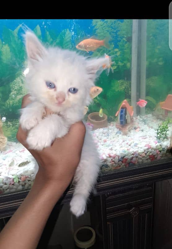 doll face kittens for sale 3