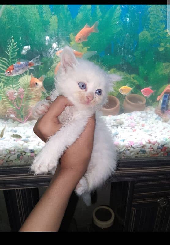 doll face kittens for sale 5