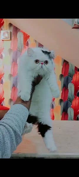 Persian cat for sale male or fem 0329=82=46=272 my WhatsApp 0