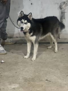 Husky male available  ready for new home