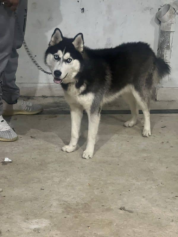 Husky male available  ready for new home 0