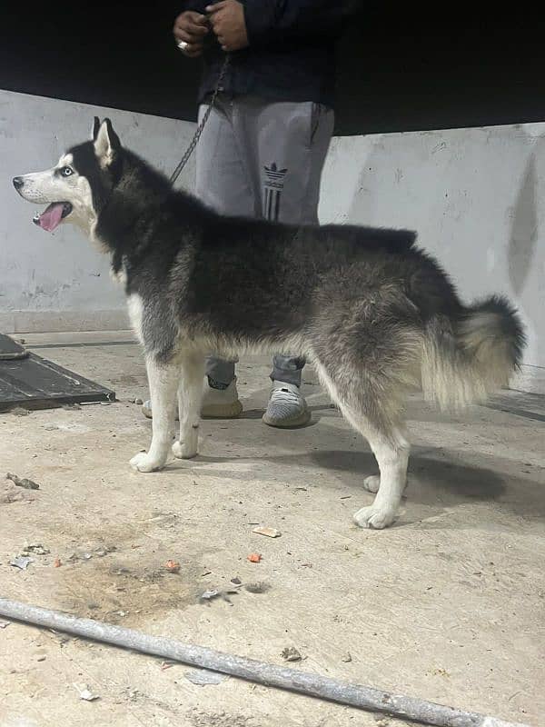 Husky male available  ready for new home 1