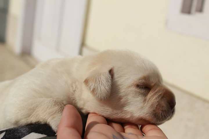 imported bloodline  puppy 03014615555 0